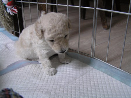 23. den Cácorka CERES